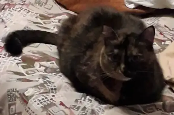 Кошки потеряшки, Биорки, фото: Потеряшка кошка в п. Биорки (Коломенский р-н)