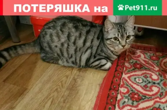 Пропала кошка Буся в Белокурихе, Алтайский край