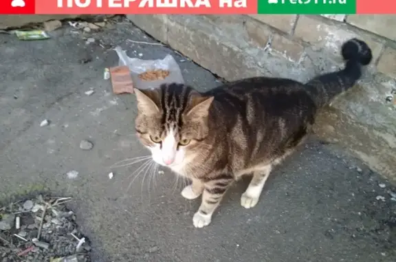 Найдена кошка в Кировском районе, СПб