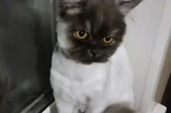 Объявления о пропавших и найденных животных, Тольятти, фото: Пропала кошка Вася в Тольятти