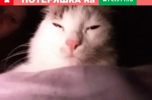 Кошки потеряшки, Тольятти, фото: Потеряшка кошка на Юбилейной улице в Тольятти