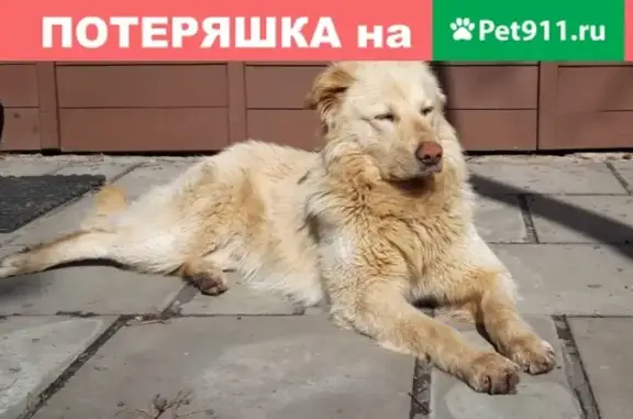 Найдена палевая собака в Наро-Фоминском районе