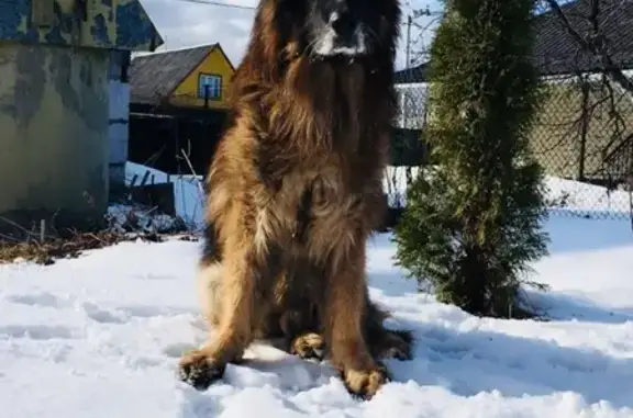 Собаки потеряшки, деревня Горы, фото: Потеряшка немецкая овчарка в ЛО Кировский р-н п. Горы