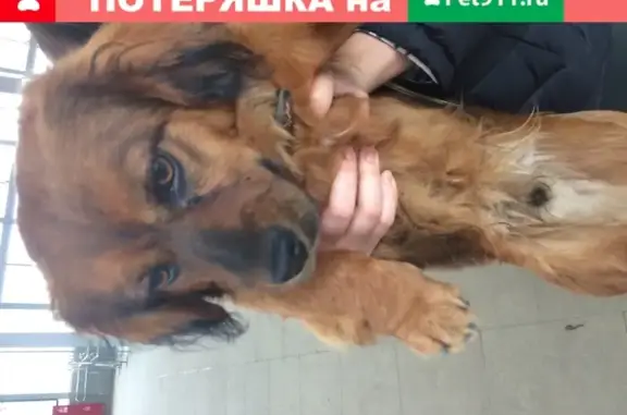 Найден рыжий пёс на станции МЦК Андроновка