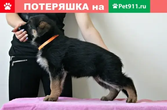 Пропала собака в Воронеже, вознаграждение!