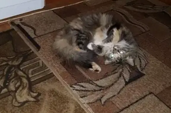 Потерянные животные Ярославль, фото: Пропала кошка в Брагино, Ярославль