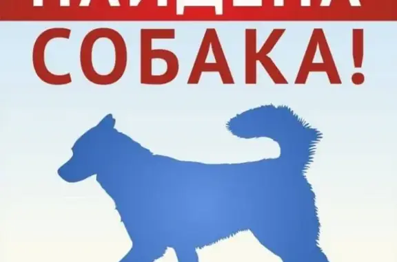 Найден щенок на ул. Горького в пос. Туголесский Бор