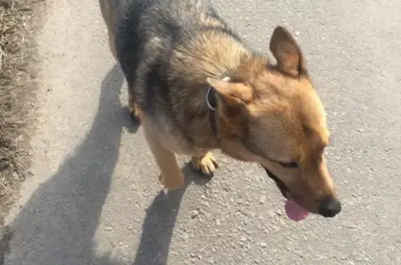 Найдена собака в Серпуховском районе