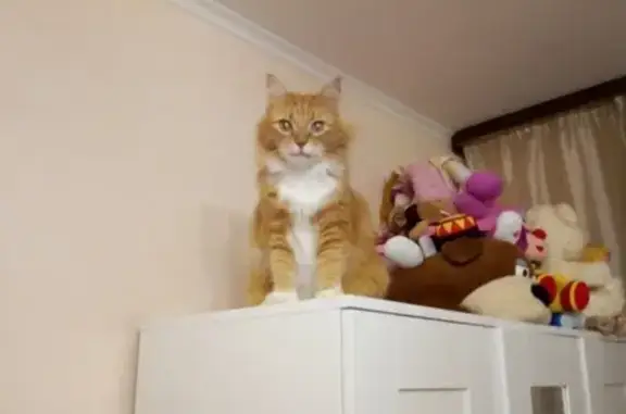 Кошки потеряшки, Панковка, фото: Потеряшка кошка в Панковке, рыже-белого окраса