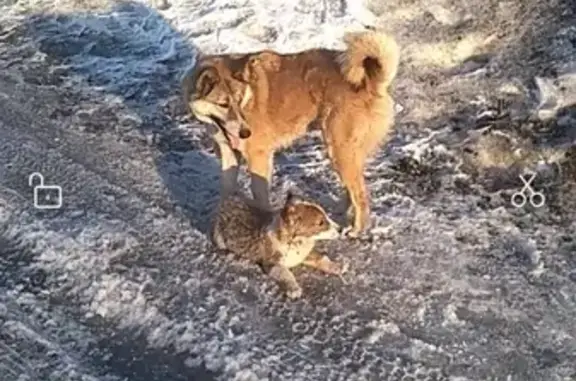 Собаки потеряшки, Новокузнецк, фото: Потеряшка щенок Зевс, Кемеровская область