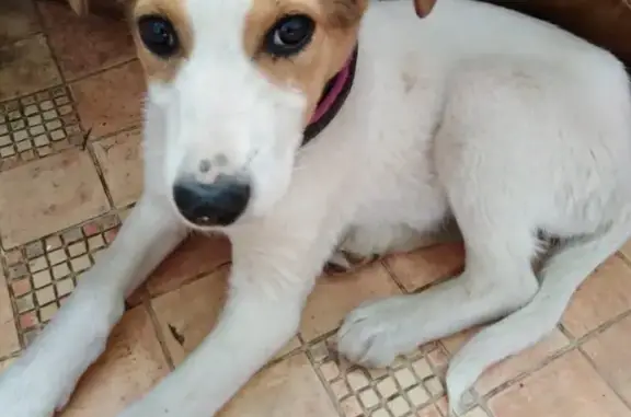 Найдена собака в Кисловодске на ул. Красноармейской