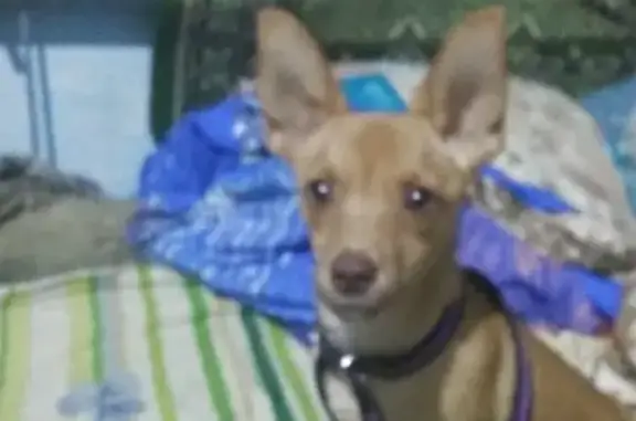 Пропала собака в Абинске, вознаграждение гарантировано