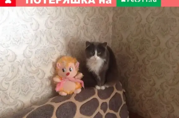 Пропала кошка на Зосимова 42 - Маня, серая с белым.