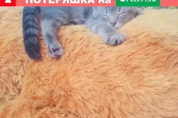 Пропала вислоухая кошка в пос. Литвинки #DOBRO_TVER