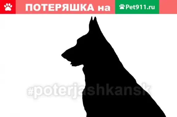 Пропала собака на улице Твардовского, Новосибирск