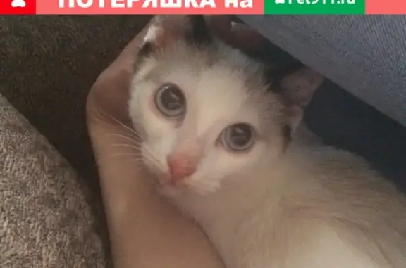 Найдена ласковая кошка в Сергиевом Посаде