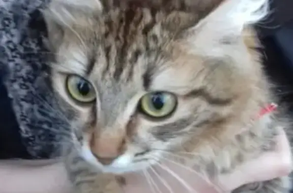 Найдена кошка на Пионерской 7 в Вуктыле