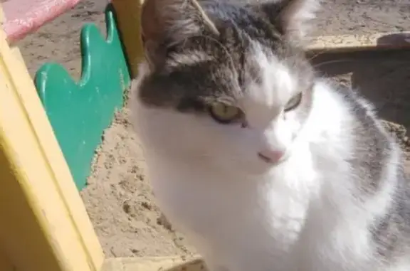 Найдена кошка на Тевосяна в Магнитогорске