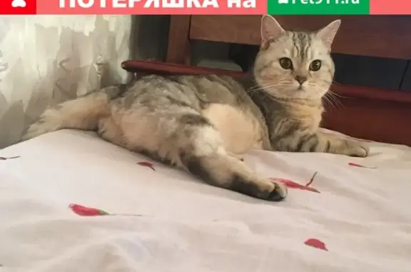 Найдена кошка на Октябрьском проспекте 46