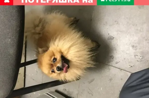 Собака Померанский шпиц с клеймом kll1479 в Московской области.
