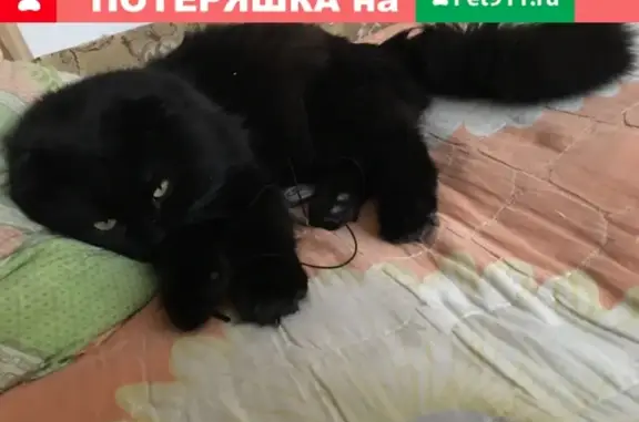 Пропала кошка Балу, пер Горный, Покровск