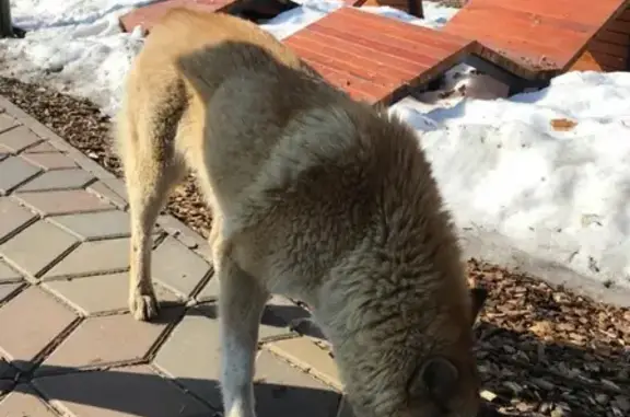 Найдена собака в Ометьевском лесу, похожа на лайку