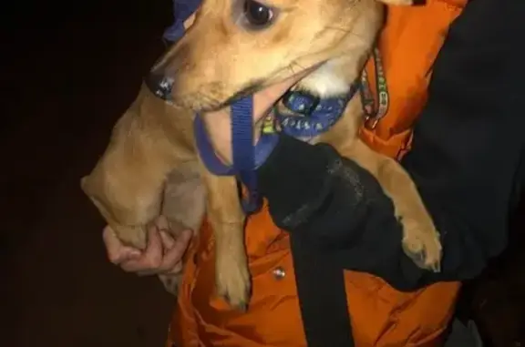 Найдена собака в р-не Звездочка, помогите найти хозяина