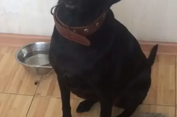Пропала собака в Сочи, вознаграждение за информацию!