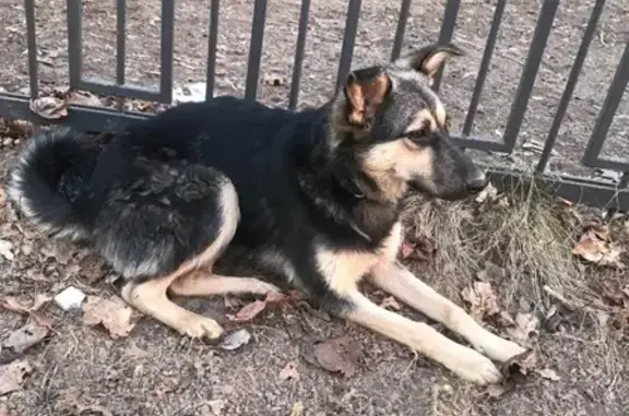 Найдена ласковая собачка в Гольяново