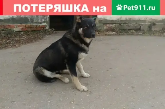Пропала собака в Наро-Фоминске! СРОЧНО!