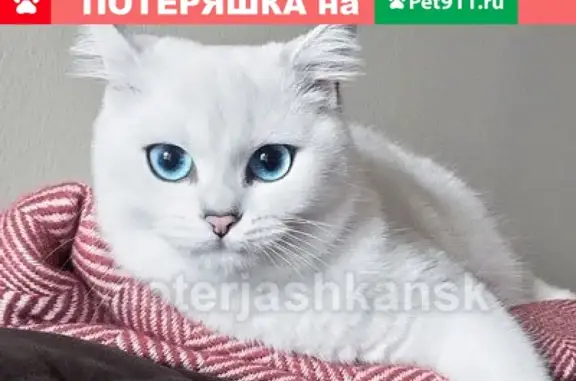 Кошки потеряшки, Новосибирск, фото: Потеряшка кошка на Юго-Западном, 9-й Гвардейской дивизии 15