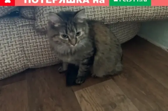 Найдена кошка на ул. Чумбарова-Лучинского, Мурманск