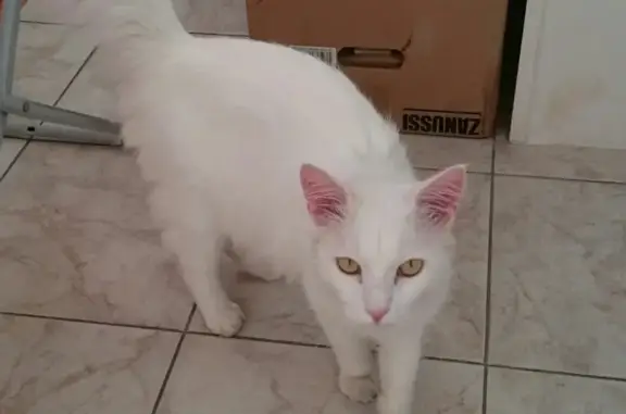 Найден белый кот на ул. Горького, 97