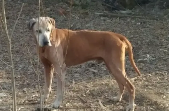 Найдена собака в Красногорске: ищут новых хозяев.
