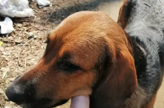 Найден дружелюбный пес в Ново-Ленино, Иркутск
