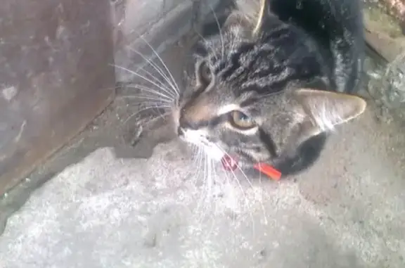 Найден котик в красном ошейнике в Ивангороде, нужна помощь