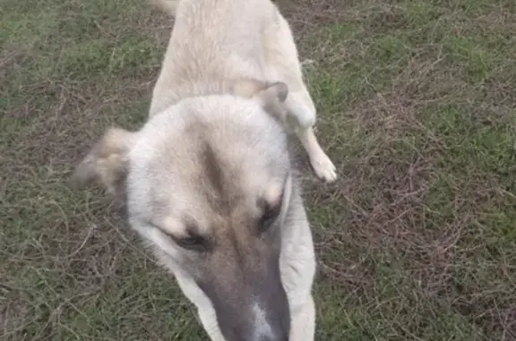 Найдена собака в Бутурлиновке