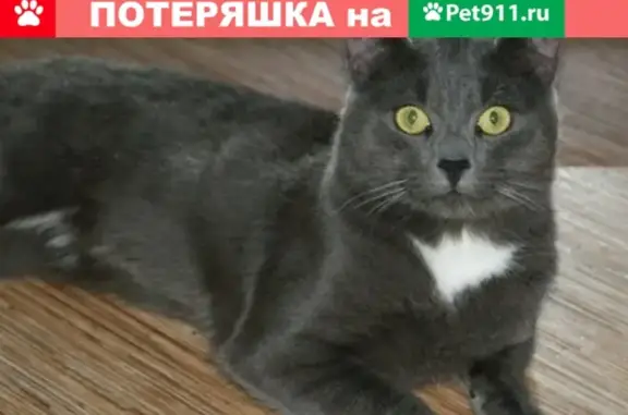 Пропала кошка на Ленина 59-23, Белорецк