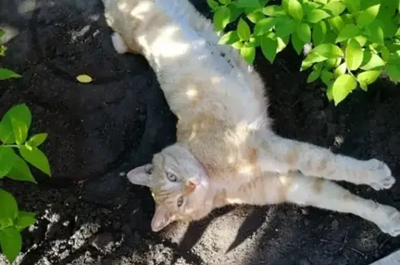 Пропал кот Рыжик в Порт-Артуре, вознаграждение