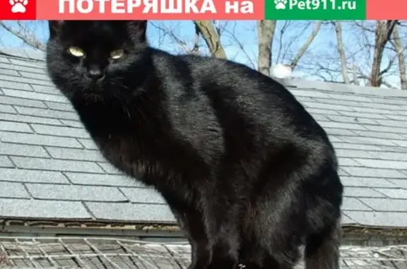 Пропал кот Бакс, 2А д.3 мкр., Ачинск