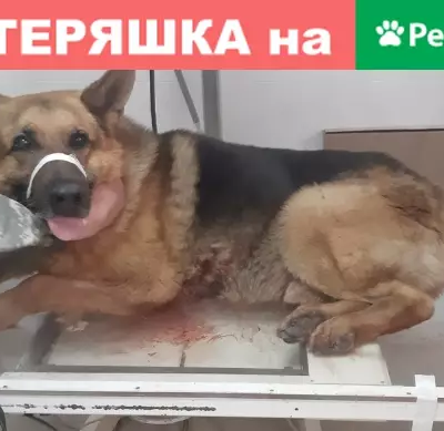 Найдена собака со стрелой в груди в Рязани, нужна помощь!