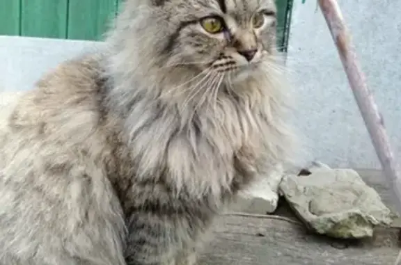 Найден котик на ул. Ленина в Павловском Посаде