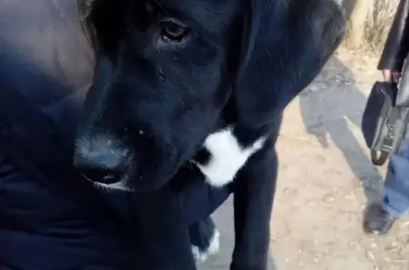 Найден щенок у Теремка, ищем хозяина