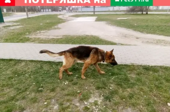 Найдена собака в поселке Люблино, Калининградская область