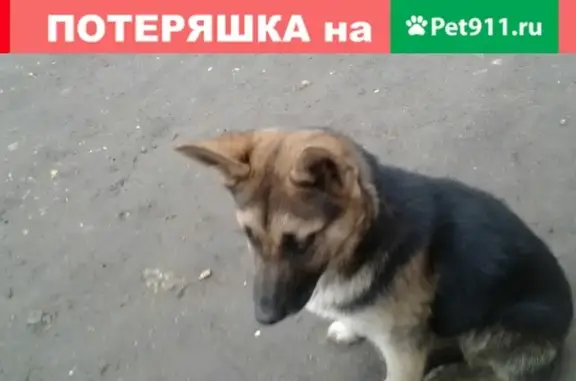 Найдена собака на трассе между Авангардом и Горкой в Вышнем Волочке