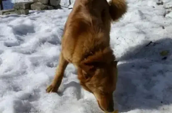 Пропала собака Лайма в Шарье, Костромская область