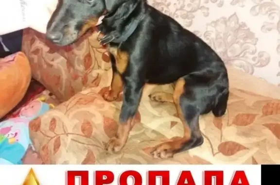 Пропала собака в Ростове, район Камышеваха