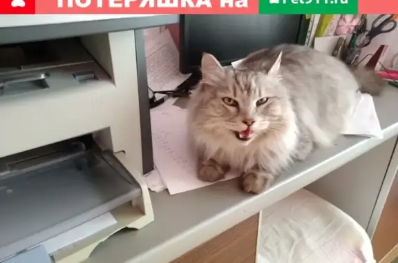 Найден ласковый сибирский кот на ул. Тимирязева 12 в Челябинске