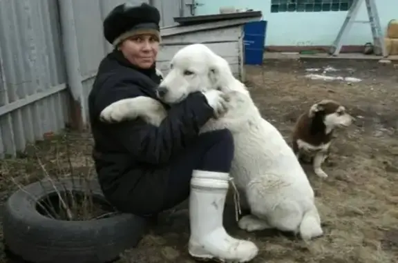 Пропала собака породы Алабай в поселке Сапожок, Рязанская обл.