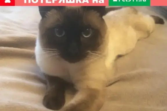 Найден кот на Лобачевского, 26